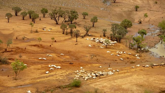 Dead cattle on Curley family properties in Cloncurry. Photo Jacqueline Curley Photography