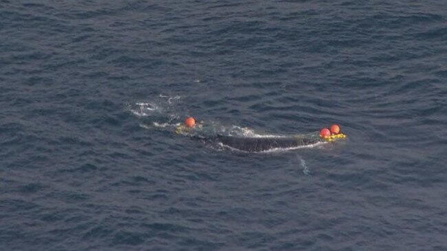 The whale trapped in shark nets at Snapper Rocks on Wednesday. Picture: 9 News Gold Coast/Twitter