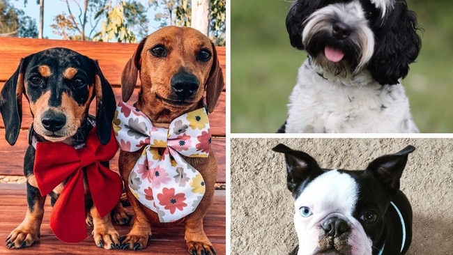 MEGA GALLERY: 80+ cute small dog pics