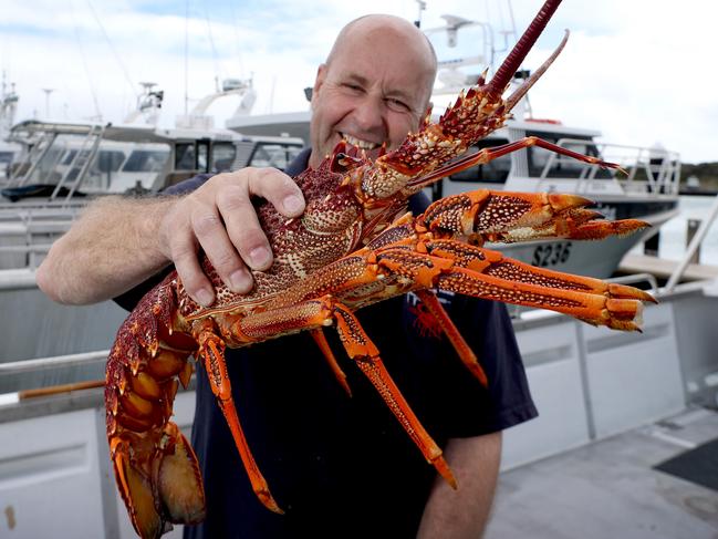 05/10/2017 Paul Regnier, professional Rock lobster fisherman on his boat at the marina in Robe with a Southern Rock Lobster at the start of the Southern Zone Rock Lobster season. Kelly Barnes/The Australian