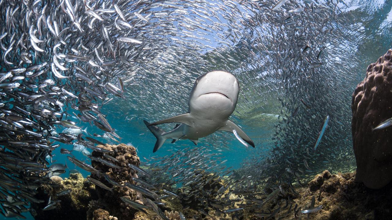 Bait Ball of Life. Picture: Emilie Ledwidge/Underwater Photographer of the Year 2020