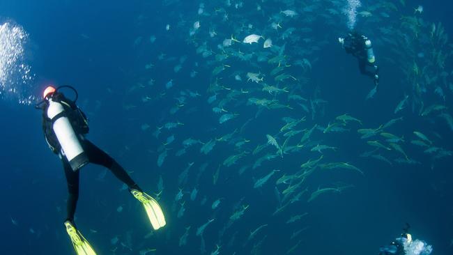 STUNNING: A dive at Rainbow Beach's Wolf Rock on the weekend gave divers an up-close encounter with more than 20 sharks.