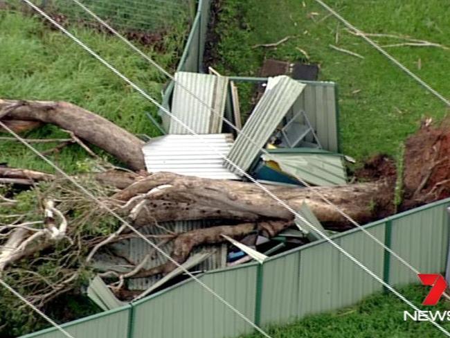 The ‘mini tornado’ brought down trees. Picture: Seven News