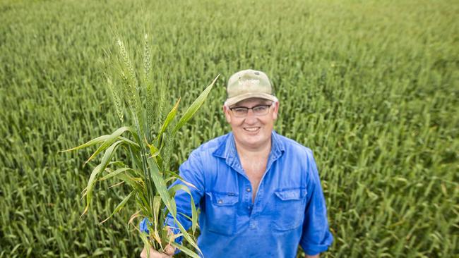 Darraweit Guim farmer Tom McDonnell says his wheat and canola are standouts this season. Picture: Zoe Phillips