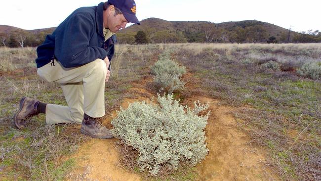 Saltbush could be a win for farmers and for carbon.