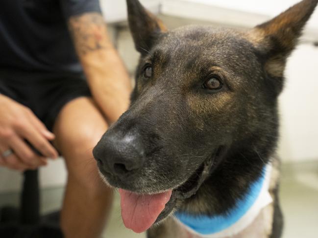 Police Dog Kaos has made a full recovery. Picture: Queensland Police Service