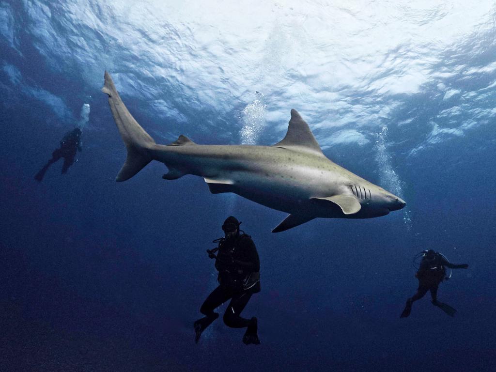 Divers swim with a sandbar shark off Jupiter, Florida, the state with the highest number of shark attacks in 2023. Picture: Jesus Olarte/AFP