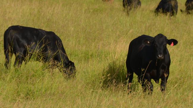 LIVESTOCK: Stock theft soars to a new high.  Photo Kate Darvall/ South Burnett Times