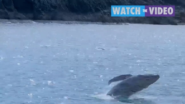 Baby whale breaches in Whitsundays