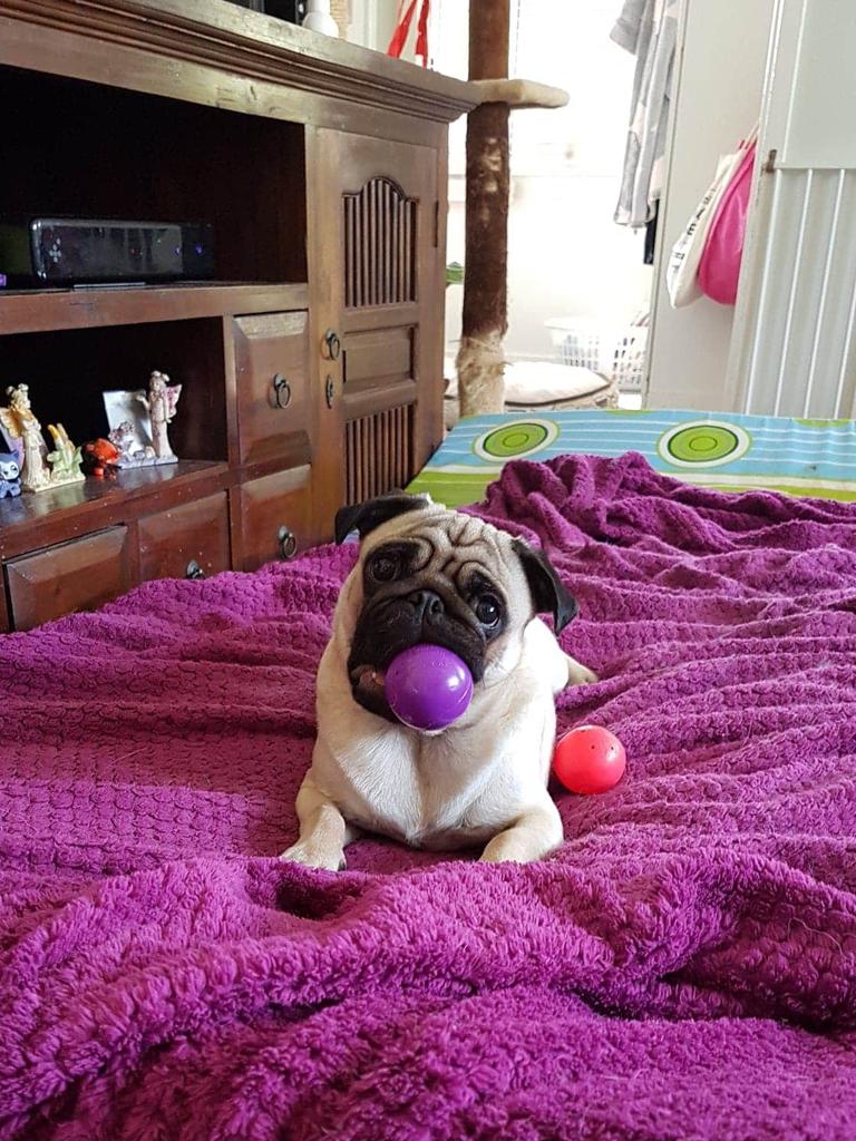 Odie Ettridge – Odie is 3 yrs old &amp; he is a crazy pug who love, he loves tennis balls and water.