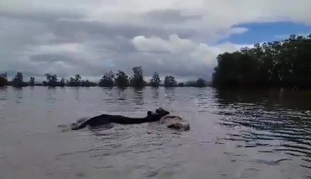 Cows in distress as region floods