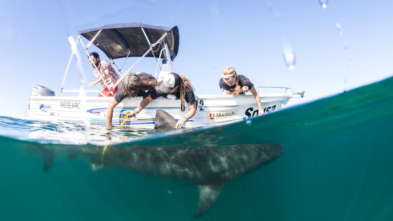 Cameras fitted to tiger sharks in Western Australia are giving scientists an unprecedented view of the life and death struggles of the predators and their prey.