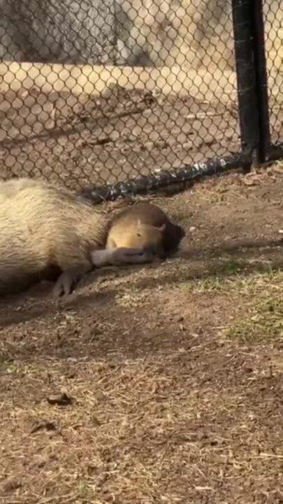 Baby Capybara Takes a Snooze in the Sun