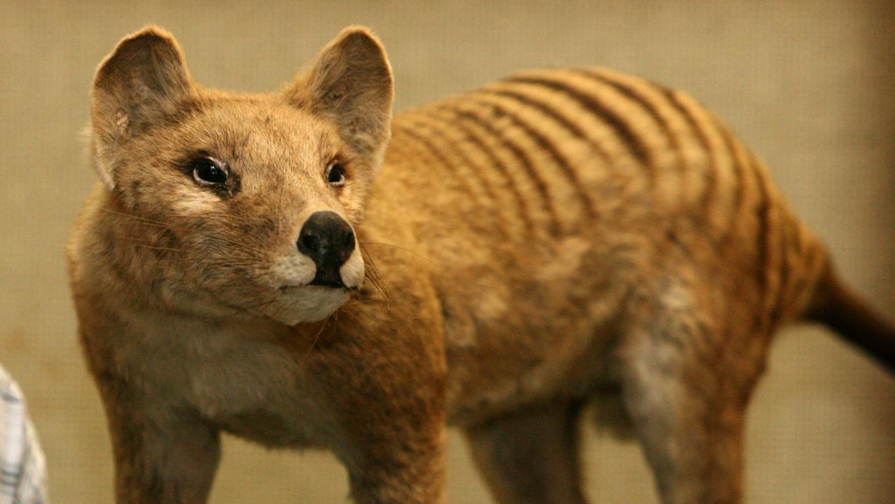 stuffed tasmanian tiger