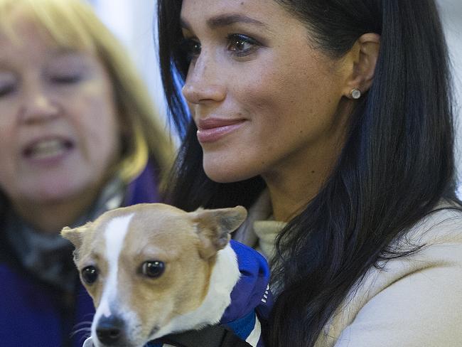 Meghan, Duchess of Sussex meets a Jack Russell dog named "Minnie" during her visit to the animal welfare charity Mayhew in London on January 16, 2019. - Established in 1886, Mayhew looks for innovative ways to reduce the number of animals in need through pro-active community and educational initiatives and preventative veterinary care. (Photo by Eddie MULHOLLAND / POOL / AFP)