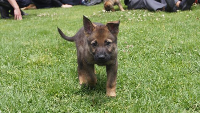 A POLICE dog helped officers track down a man who ran from a smashed car.