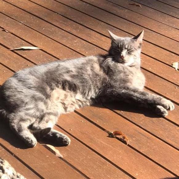 International Cat Day. Reader pet photos. Picture: Jo Smith-steen