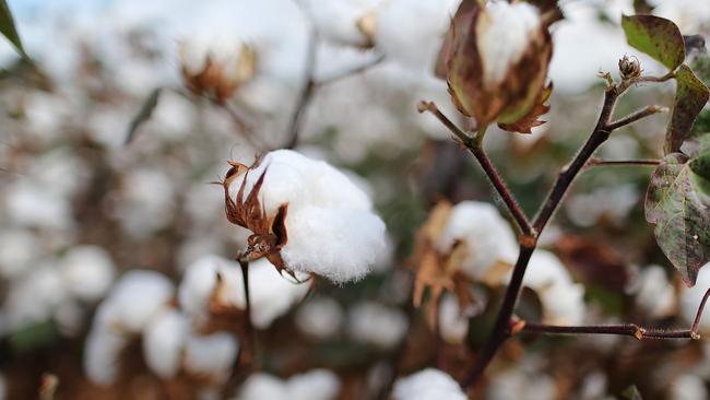 Under threat: Chinese spinning mills have been discouraged from using Australian cotton. Picture: Jack Tran