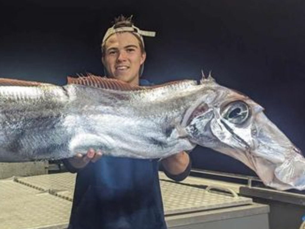 Curtis Peterson from Tiwi Islands Adventures reeled in this creature from the deep during a recent charter. Picture: Fishing Australia TV Facebook.