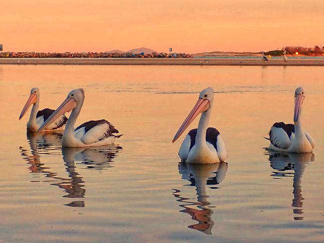 Thanks to Bronwyn Hawkes for this great photo. Coffs cover image.