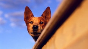 Koko the dog appears in the 2011 film Red Dog, based on the book by Louis de Bernieres.