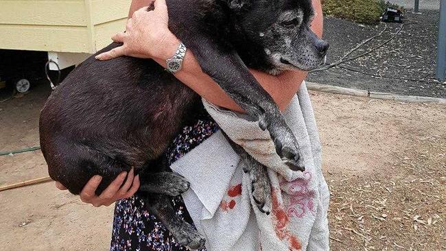 Sky, the 13-year-old staffy, was mauled by two dogs this morning in her own backyard. Picture: Contributed