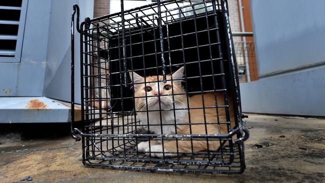 Hornsby Shire Council's feral cat trappers have been catching cats all over the shire, but mostly in urban areas. Pic: AAP image/Troy Snook