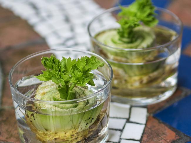 You don't need a green thumb to keep this celery plant alive. Picture: iStock.