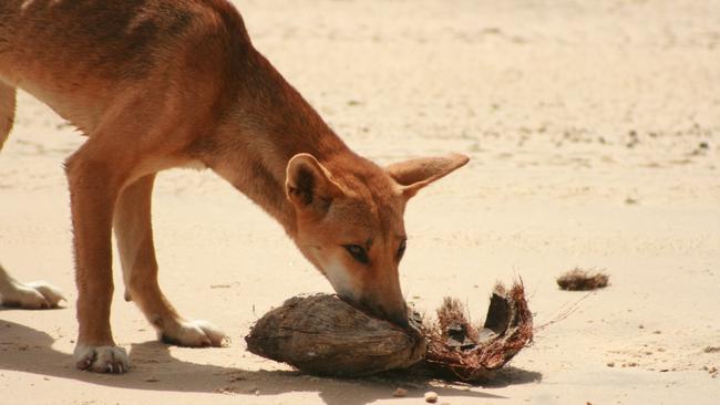 A dingo on K’gari.