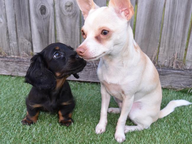 Herschel and Nixon: This dynamic duo love to go on adventures together.