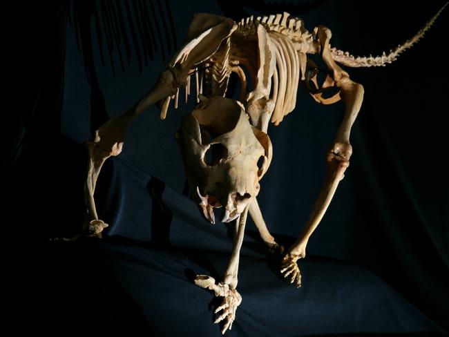 A thylacoleo skeleton displaying its distinctive large claw. Source: Gavin Prideaux / Flinders University
