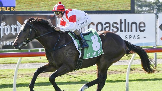 Misty Legend can bring up his second win at Newcastle on Thursday. Picture: Bradley Photos