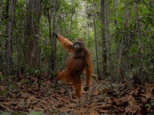 Monkeying around: rare sighting captivates thousands