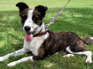 Rex is pet of the week at Coffs Harbour RSPCA shelter. Picture: Rachel Vercoe