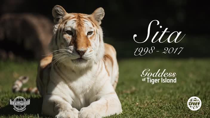 Sita, Dreamworld's cherished Tiger has died