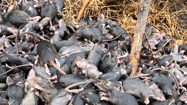 Several rural towns have been overrun by mice. Picture: ABC