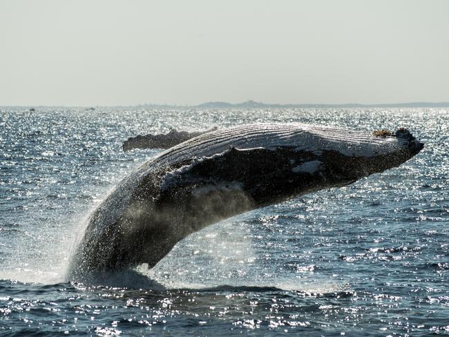 Whale backflip. Picture Migration Media Underwater Imaging