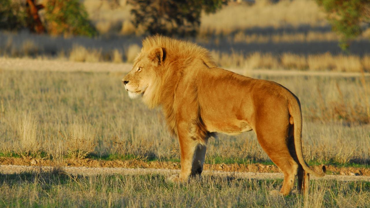 A lion faces the sunlight. Dawn picture: Geoff Brooks, Monarto Safari Park