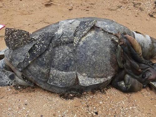 Tears over unnecessary Moreton Bay turtle deaths