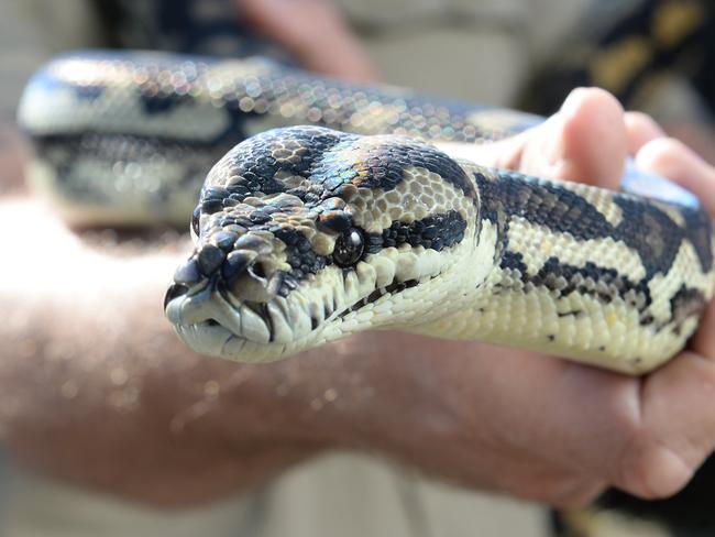 Man rushed to hospital after snake bite to arm