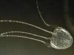 Irukandji jellyfish