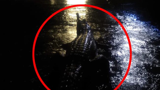 A crocodile seen in floodwaters in Mundingburra, Townsville. Picture: Erin Hahn