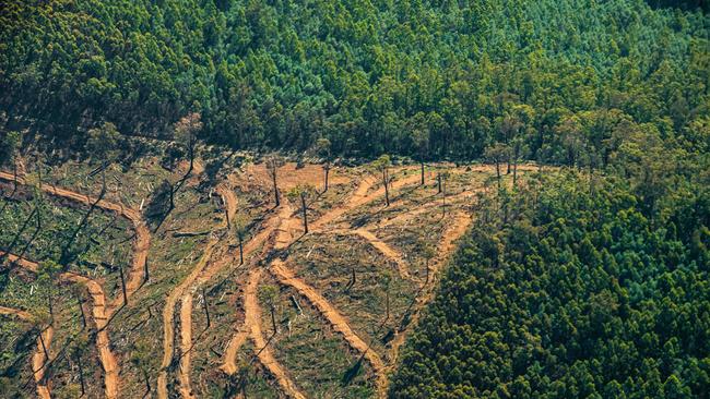 State forests could be off limits to native forest logging under a proposed new carbon credit method. Picture: Jason Edwards