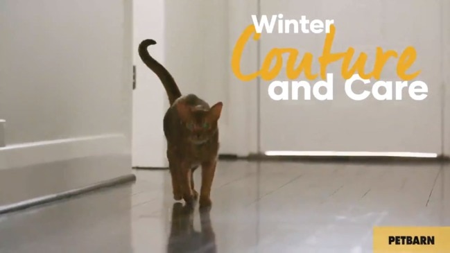 Petbarn - WINTER MUST-HAVES FOR YOUR PET