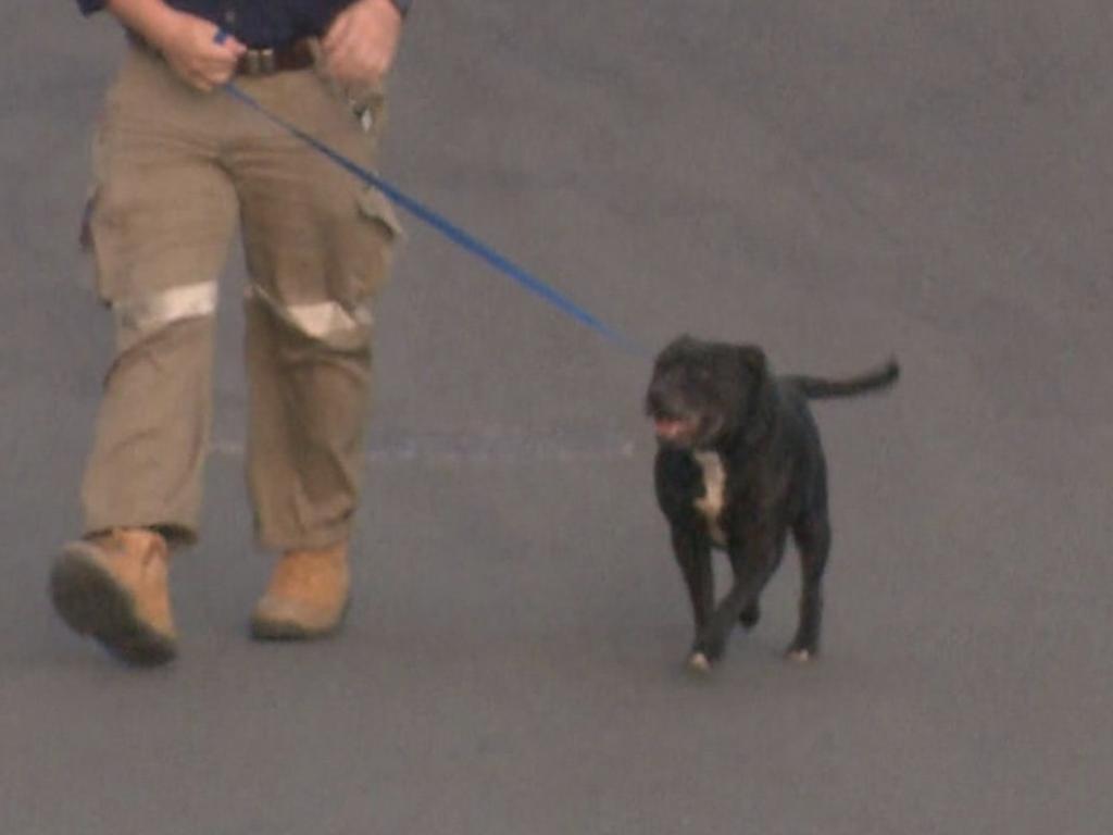 The dog dragged the girl into a yard during the attack. Photo: 9 News