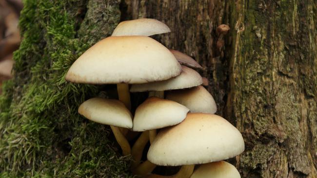 Psilocybe cubensis is a species of psychedelic mushroom.