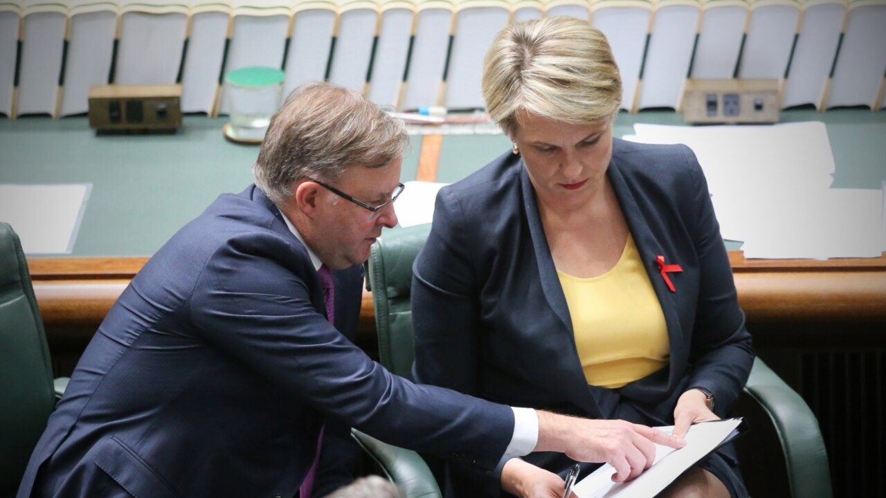 Albanese, Plibersek expected to make Labor leadership bid