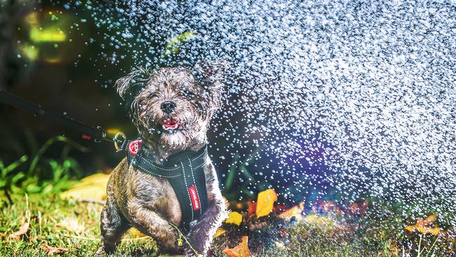 Keeping cool under a garden hose will cost more from July 1. Picture: NIGEL HALLETT