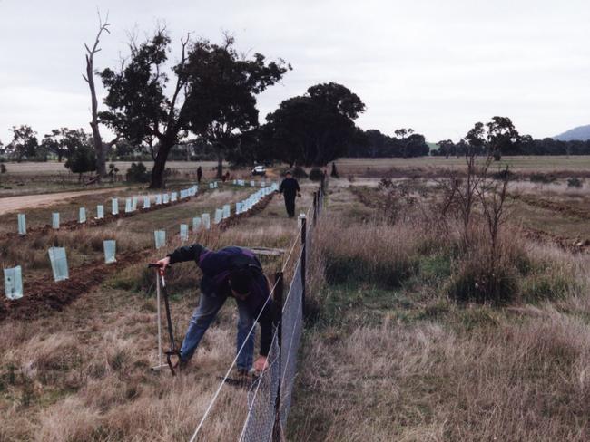 SEPTEMBER 1999 : Native trees planted under "Project Platypus" on roadside near Brady's in the upper Wimmera area of Victoria, 09/99.  Tree Planting / Environment