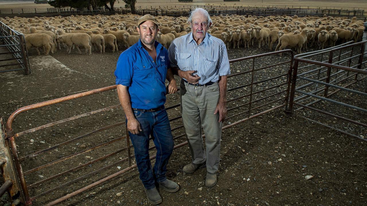 Burra Sheep and Grain farmer Peter Stockman with his dad Peter Stockman senior at their Burra, Springvale North Poll Marinos. Picture: Mark Brake